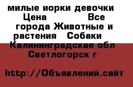 милые иорки девочки › Цена ­ 15 000 - Все города Животные и растения » Собаки   . Калининградская обл.,Светлогорск г.